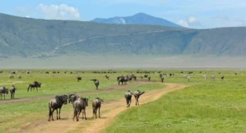 Kenya Tour